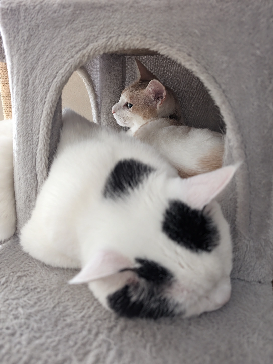 手前にはみ出したサスケと、小部屋の奥に収まっているチャコ